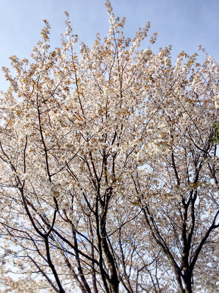 桜1