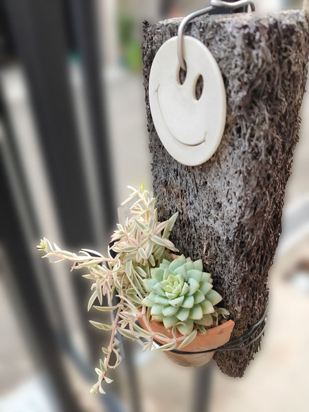 多肉植物