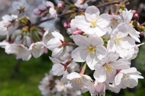 桜-15033104