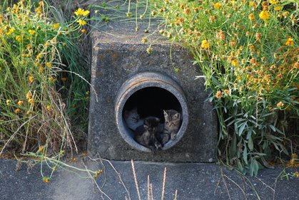 20100611neko4