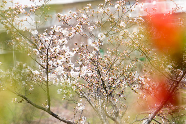 交北公園-1803263
