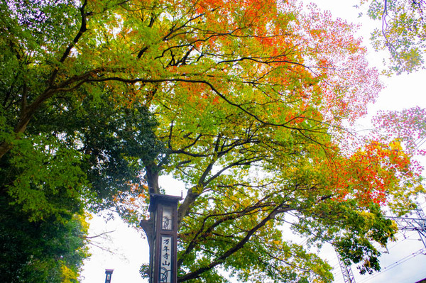 紅葉-2011251-2