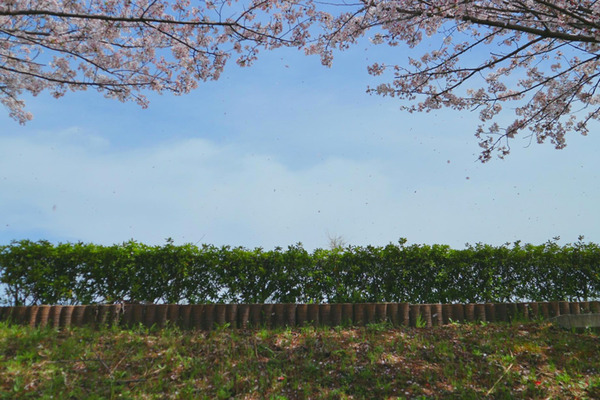 桜3