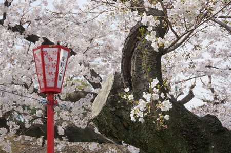 牧野公園の桜-4