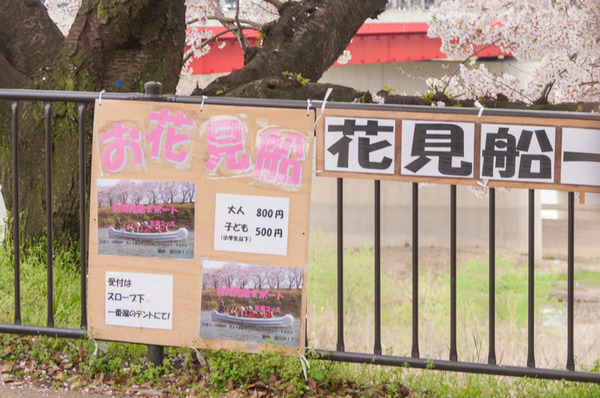 八幡背割-64