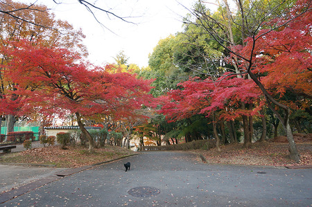 王仁公園02