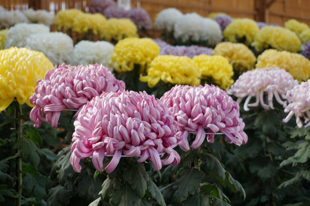 菊花展131105-07