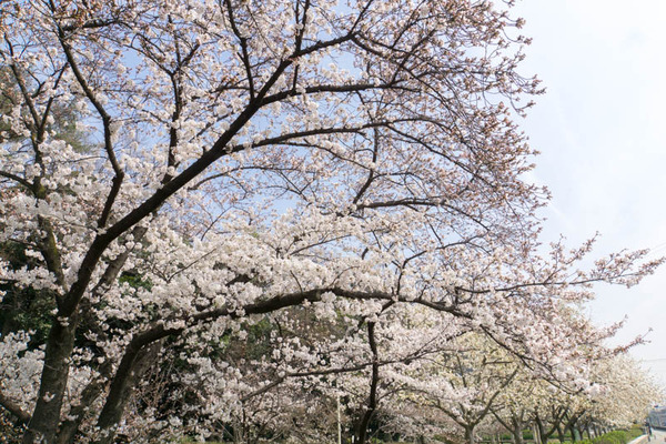 車塚公園-1803263