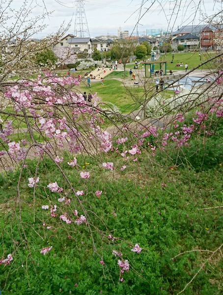 桜3
