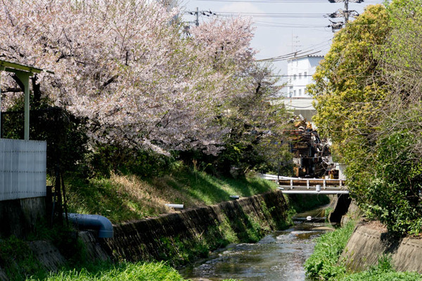 桜-1704131