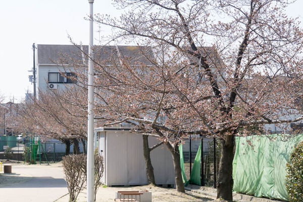 桜-1704031