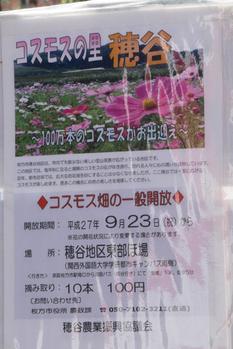コスモス-15101301