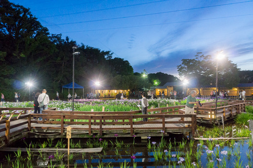 花菖蒲園-15060609