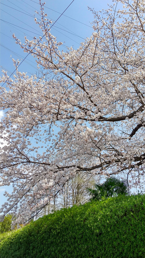 桜