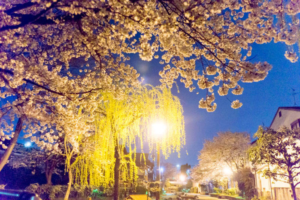 桜2-1704094