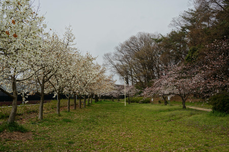 車塚公園の桜130329-03
