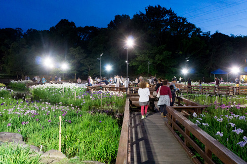 花菖蒲園-15060607