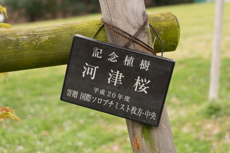 河津桜-1