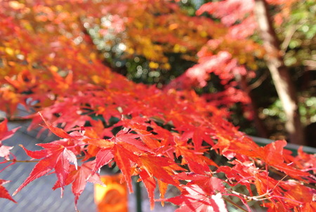 石清水八幡宮の紅葉131203-05