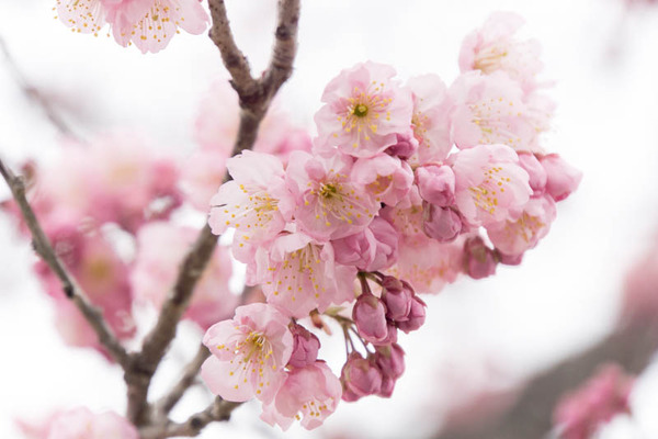 椿寒桜-1703063