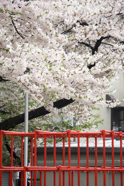 伊加賀公園-1604043