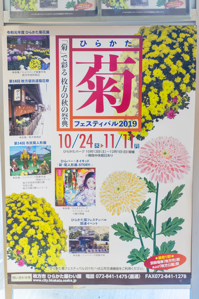 菊-19110922
