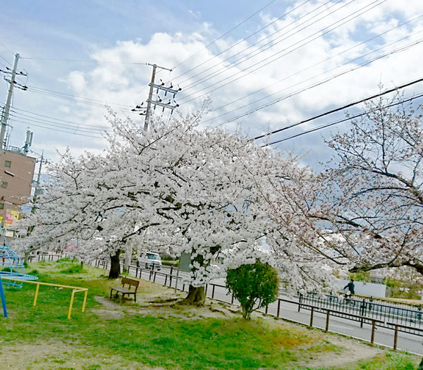 桜2