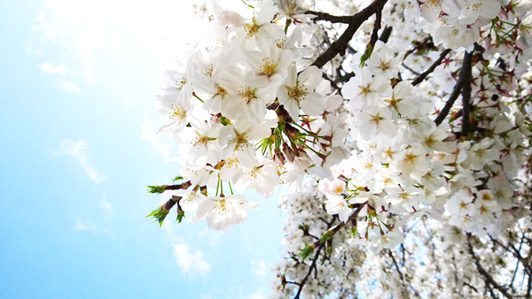 桜3