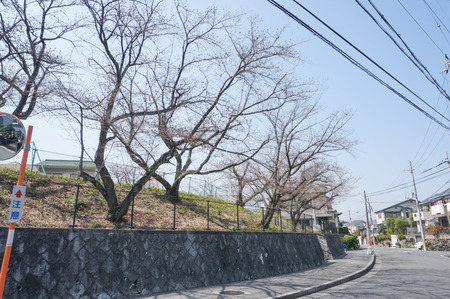 村野公園の桜-7