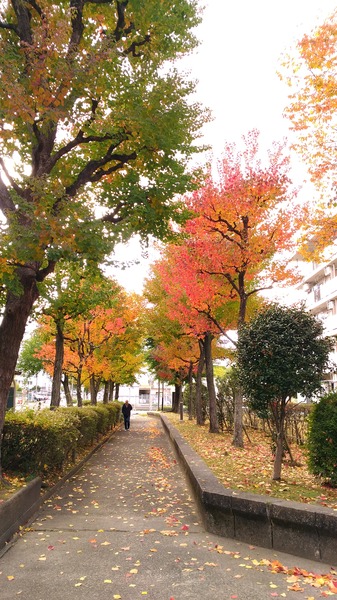 紅葉4