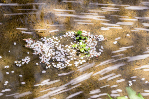 桜-1704133