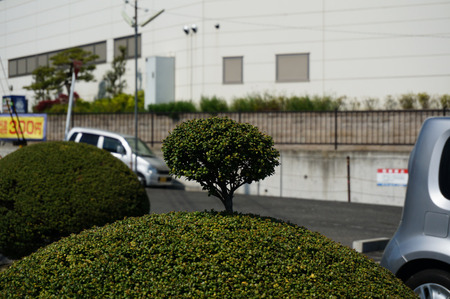 ちょんまげ植木130419-08
