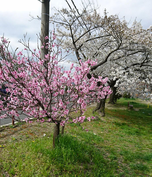 桜1