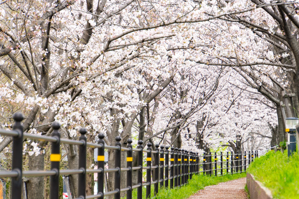 桜-2004021