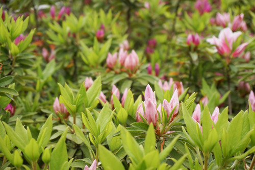 国道1号線のツツジ-6