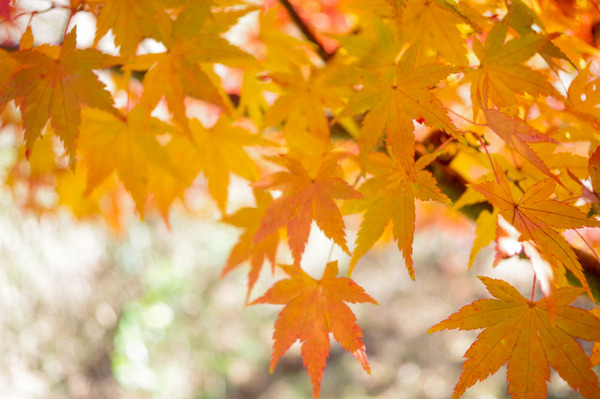 紅葉-2012045