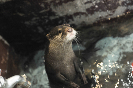 ひらかたパーク動物130919-09