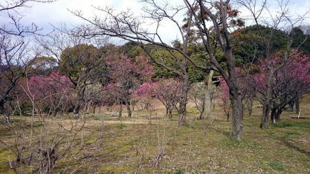 山田池公園の梅-4