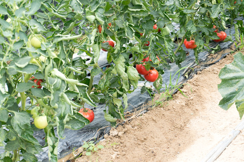 杉五兵衛3-1506127