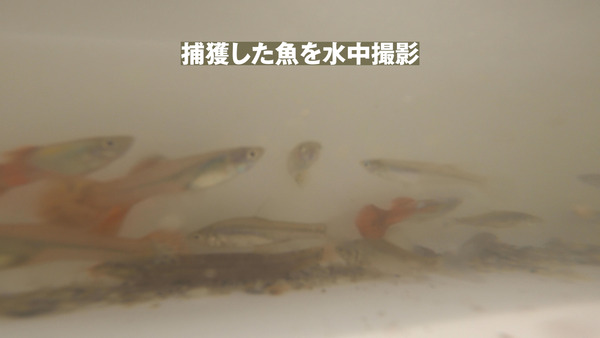 GH010048.00_09_01_24.静止画004