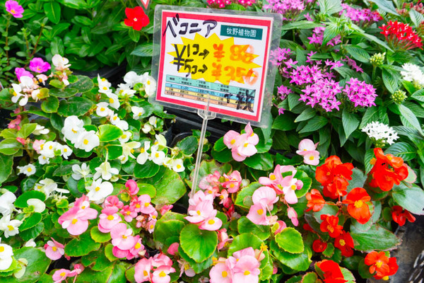 sakuranbo_通常_小-20200717-23
