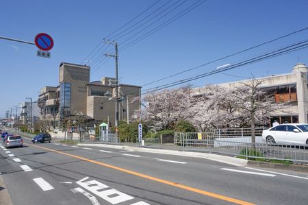 津田の桜-3