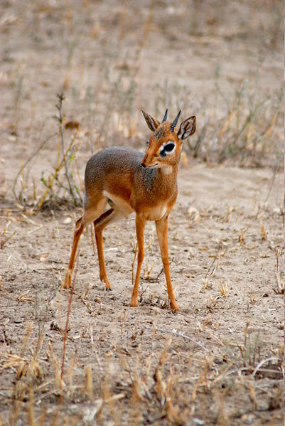 20101206dik2