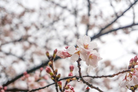 伊加賀公園-6