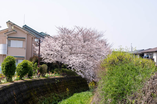 交野　桜-2103291