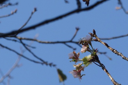 20101018sakura3