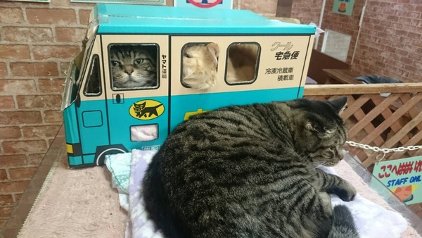 ねこ2