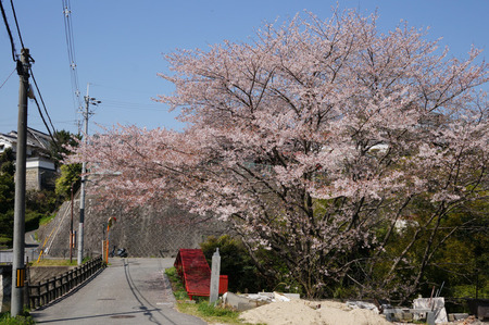 穂谷新池公園130409-02