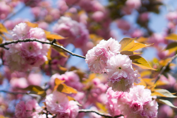 八重桜-1