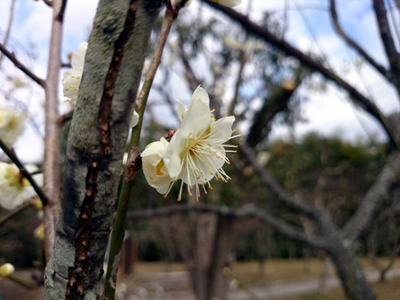 山田池公園の梅-5